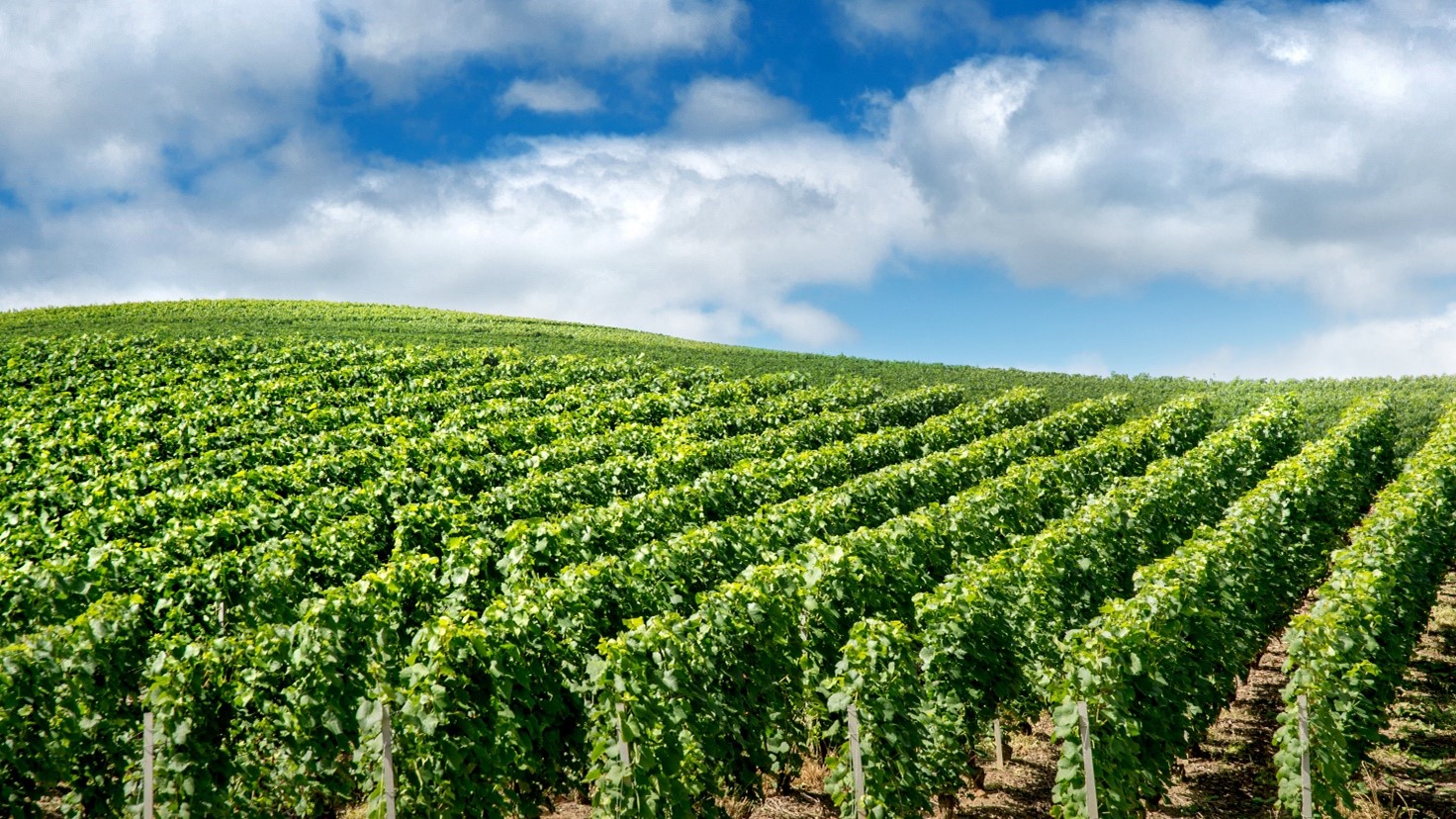 Nutritional strategies for the vineyard: autumn fertilization