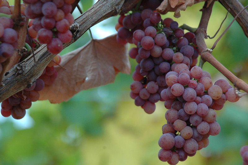 Nutrizione della vite e corretta fermentazione del mosto