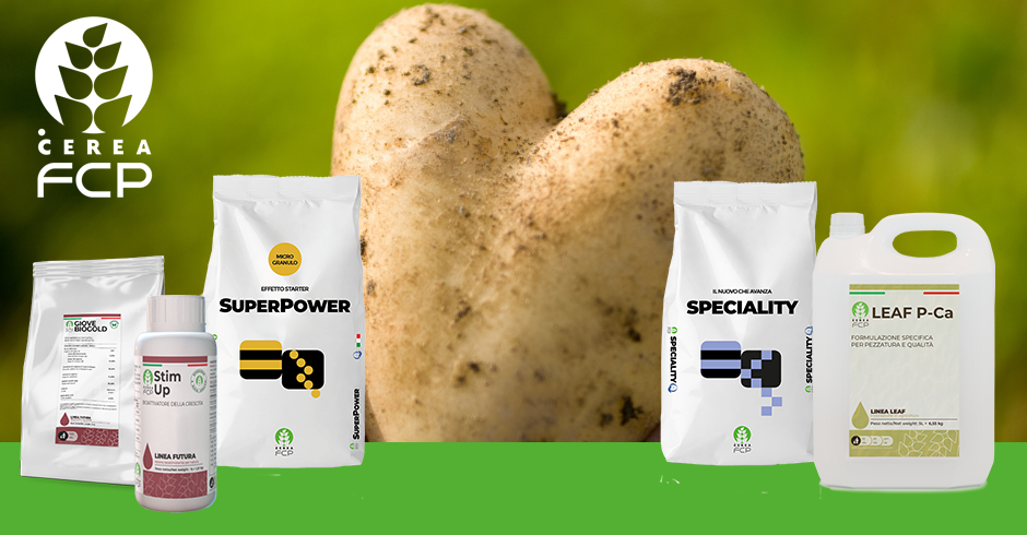 Patata: la concimazione delle primizie e delle medio-tardive