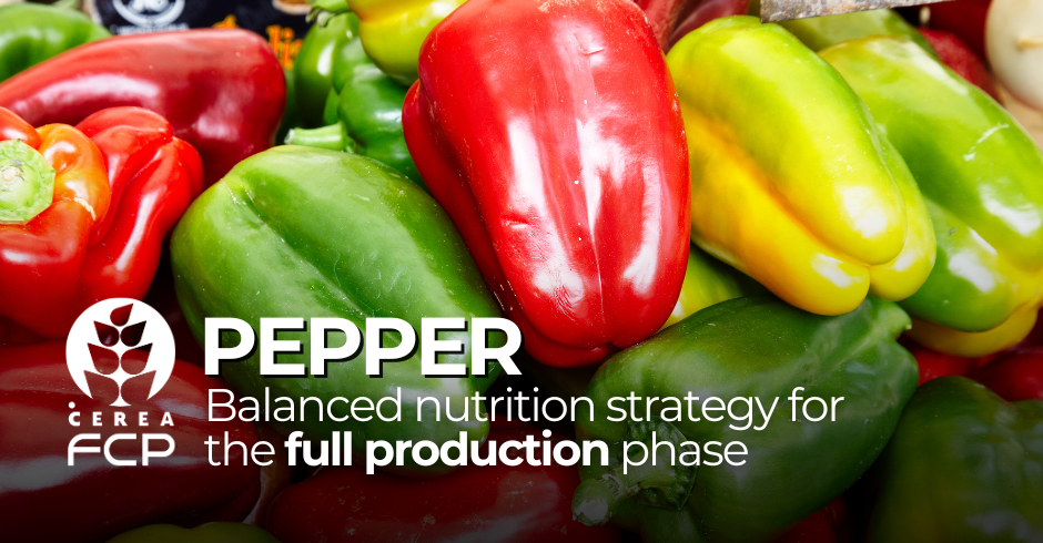 Pepper: balanced nutritional strategy for the full production phase