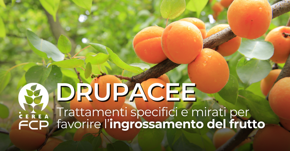 Drupacee: la nutrizione dall'ingrossamento del frutto