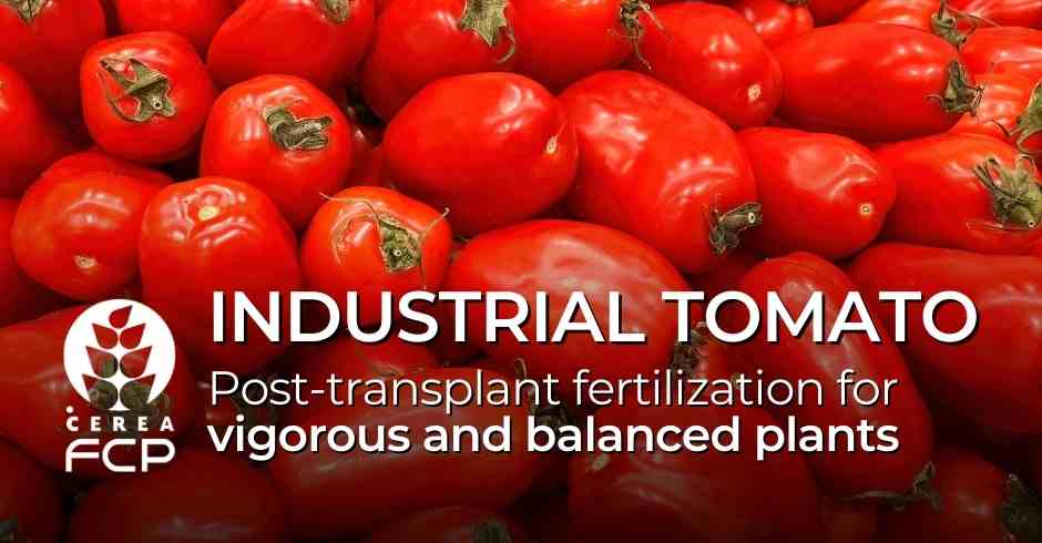 Post transplant fertilization of industrial tomato