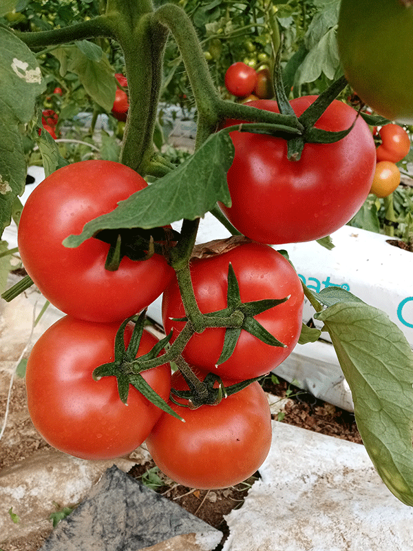 La strategia per ottenere una ottimale radicazione delle orticole in serra