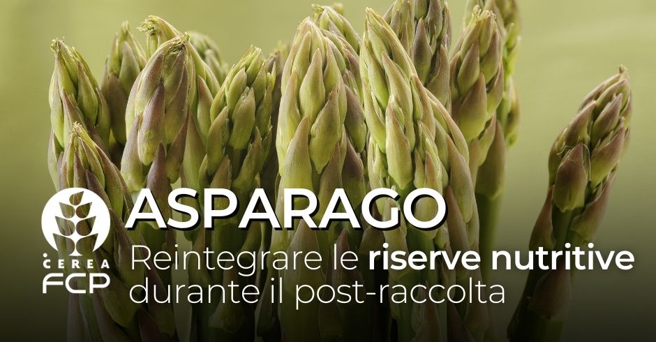 Reintegrare le riserve nutritive dell'asparago