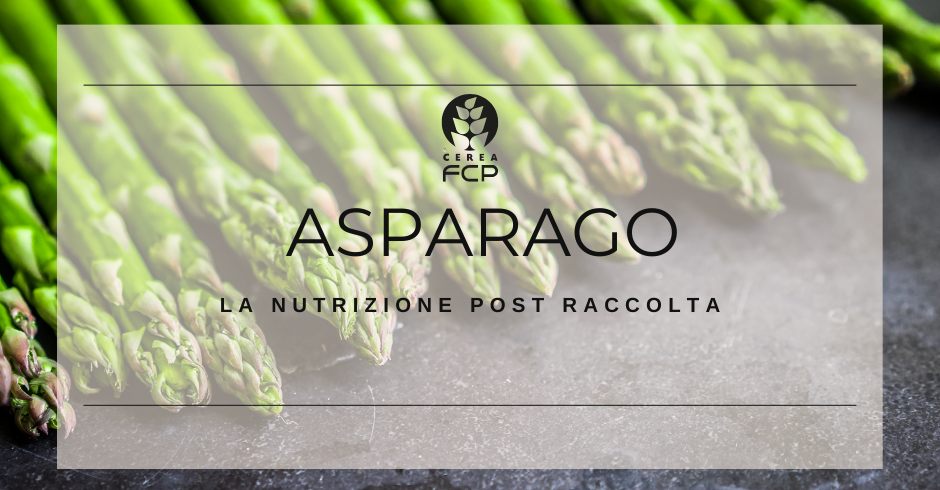 Reintegrare le riserve nutritive dell'asparago