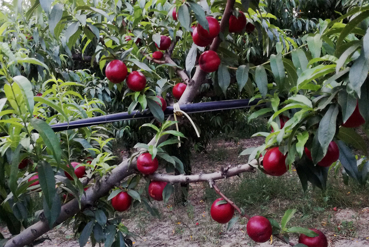 Ripristinare le riserve nutritive nelle drupacee