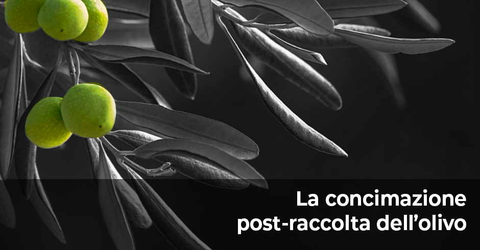 Superare gli stress della raccolta e ripristinare le riserve nutritive