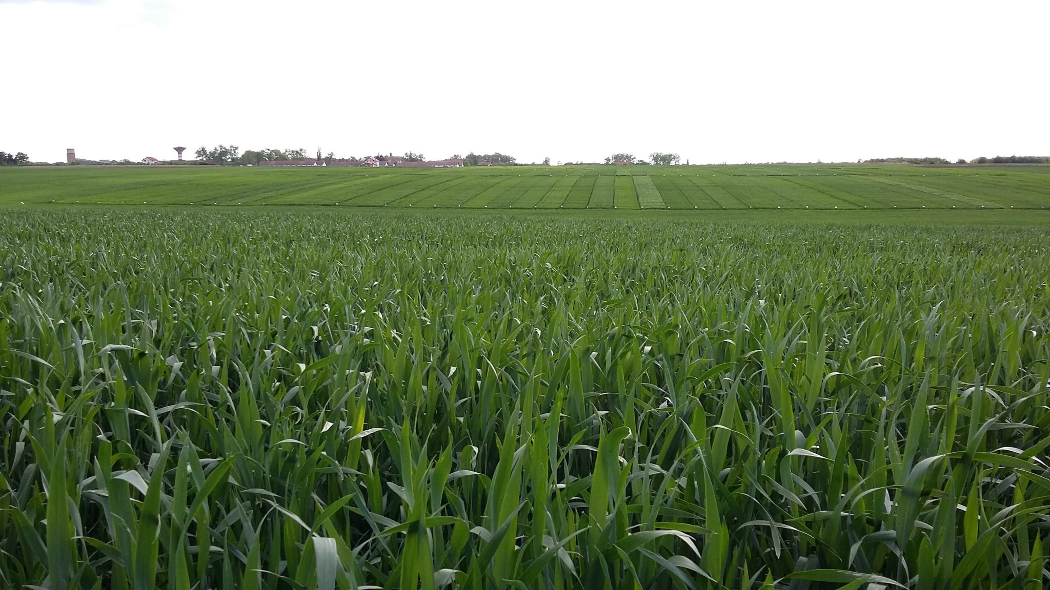 Soluzioni e strategie per la concimazione di fondo del frumento