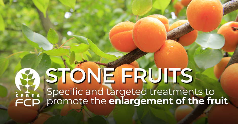 Stone fruits: nutrition from fruit enlargement