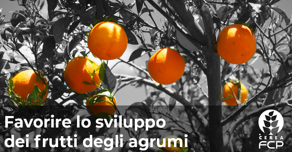 Sviluppo dei frutti degli agrumi