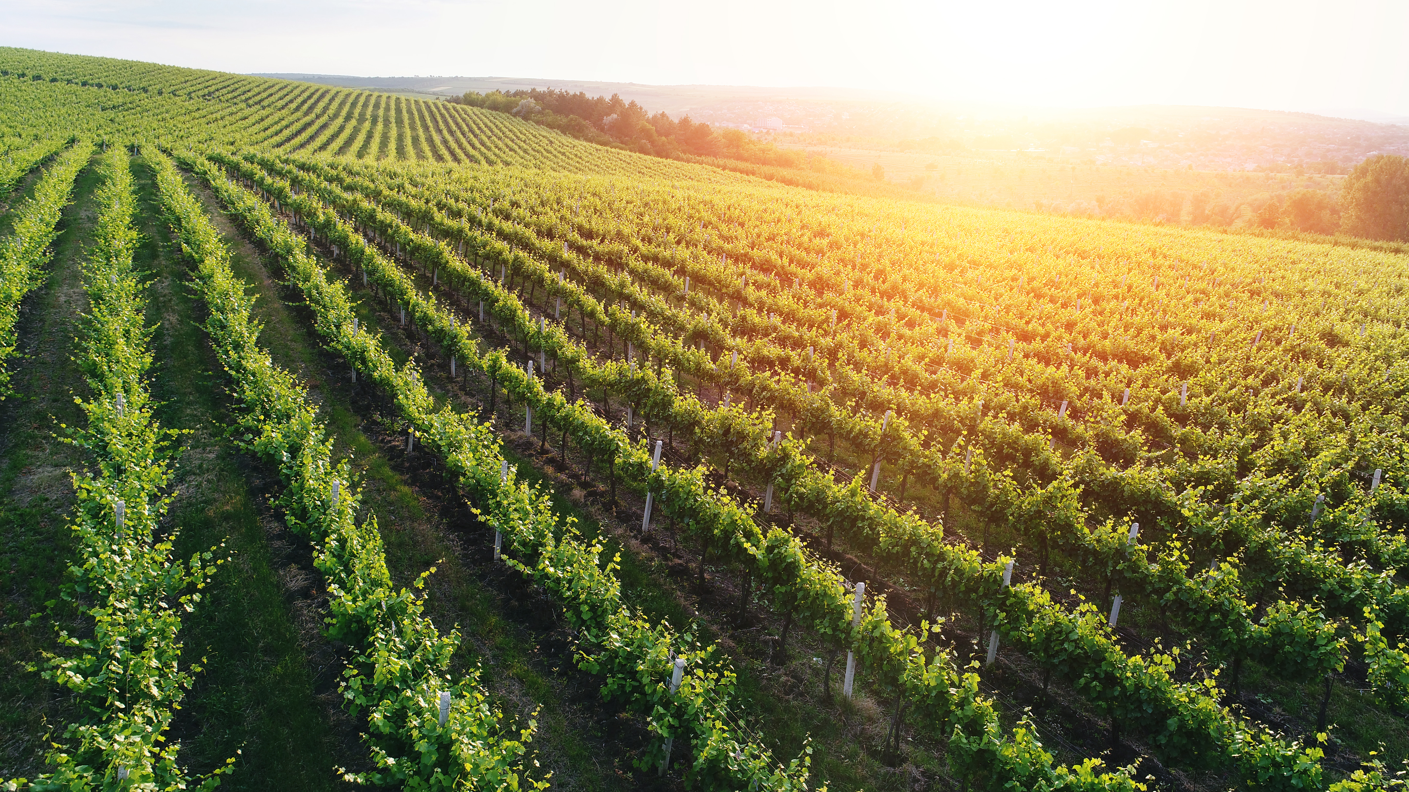 Workshop Rive 28 Novembre: Fertilizzazione del vigneto per uve di qualità