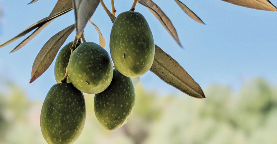 Favorire l’ingrossamento delle drupe dell’olivo