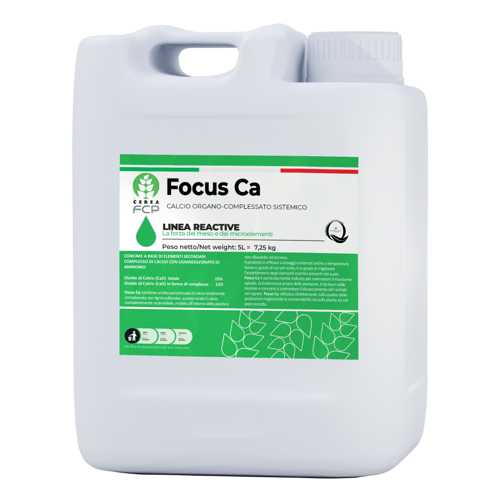 Focus Ca