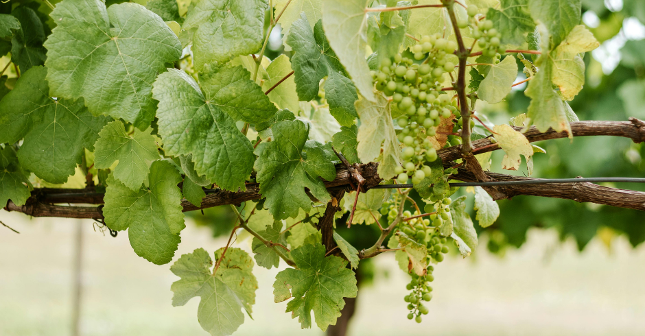 La nutrizione della vite per ottenere una buona qualità del vino
