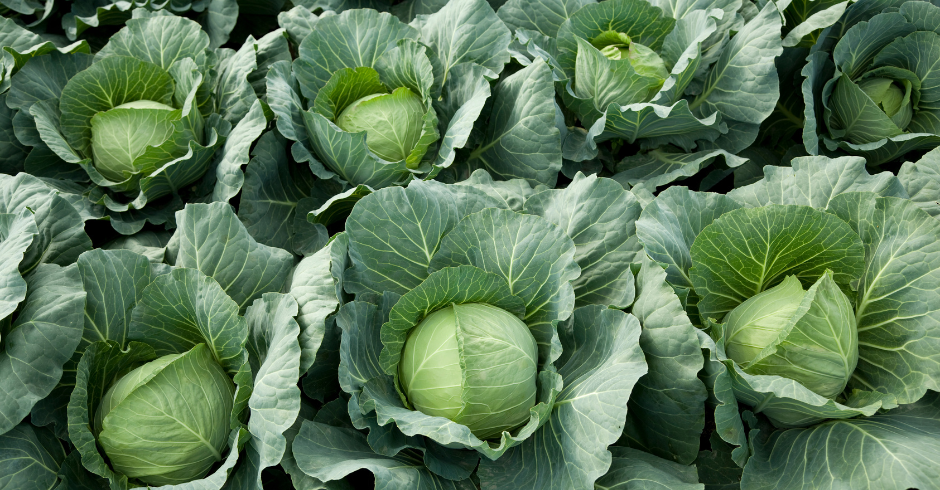 Cavolo cappuccio: nutrizione mirata per teste sane e compatte