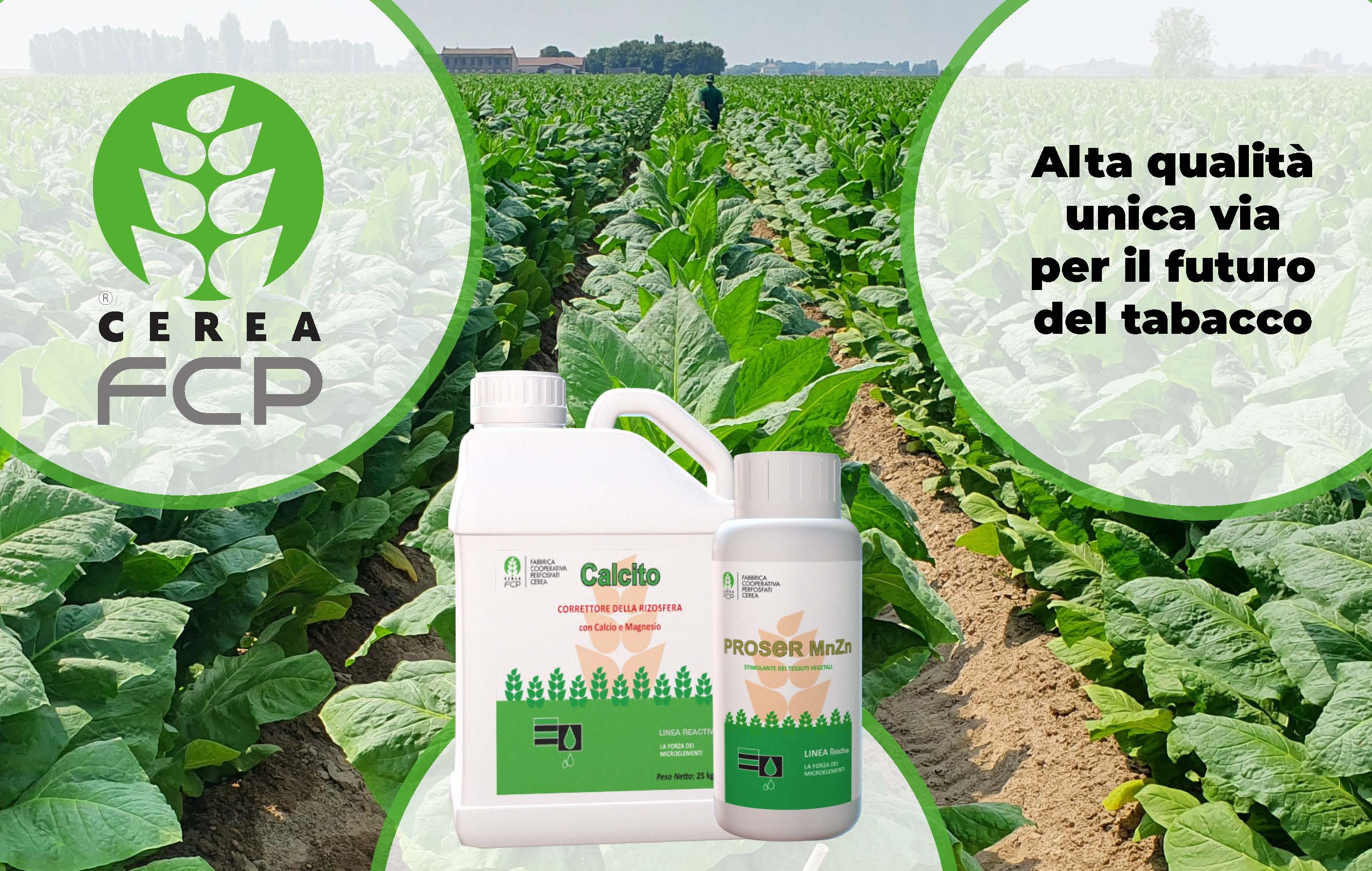 Alta qualità unica via per il futuro del tabacco