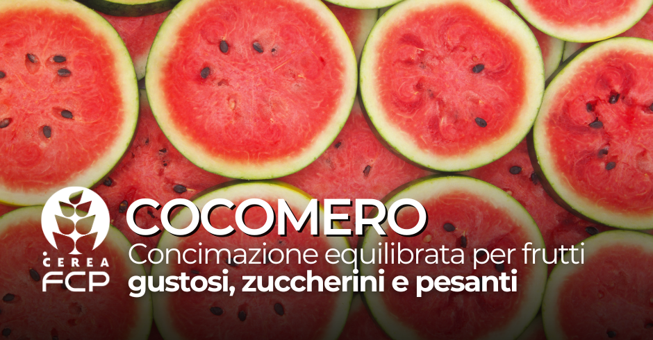 Cocomero: concimazione equilibrata per frutti gustosi, zuccherini e pesanti
