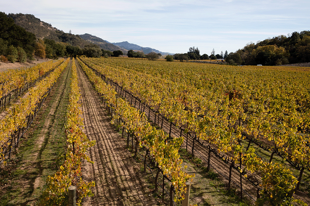 Concimazione autunnale della vite