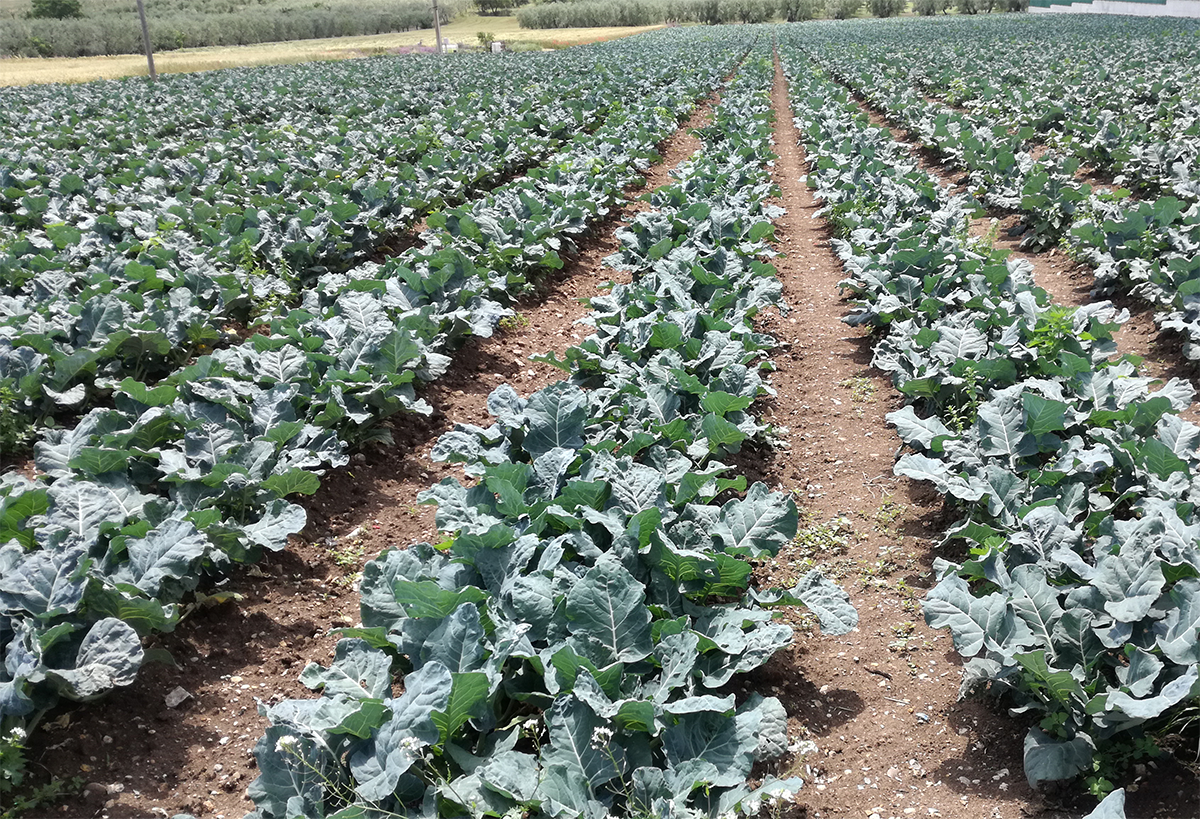 Concimazione dei broccoli invernali
