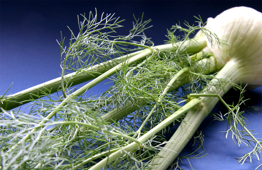 Concimazione del finocchio