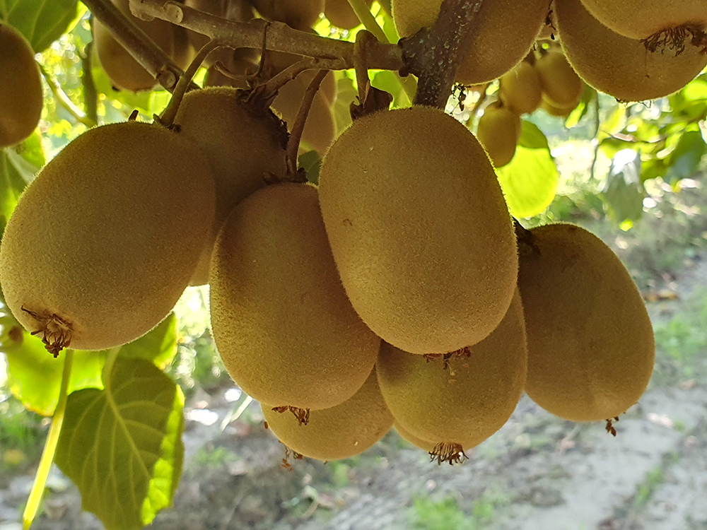 Concimazione del kiwi dopo la raccolta