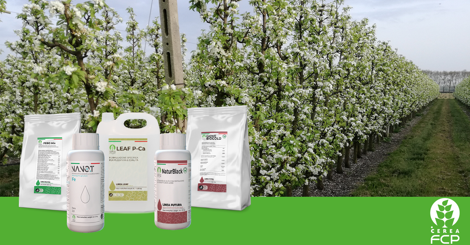 Concimazione del pero alla ripresa vegetativa