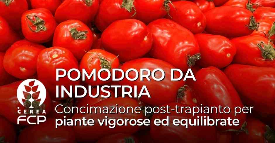 Concimazione post-trapianto del pomodoro da industria