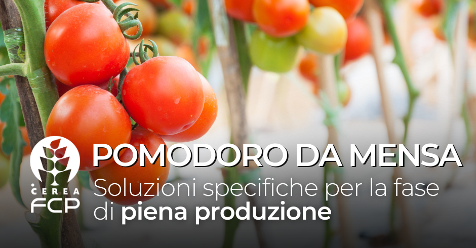 Dalla fioritura alla maturazione del pomodoro da mensa