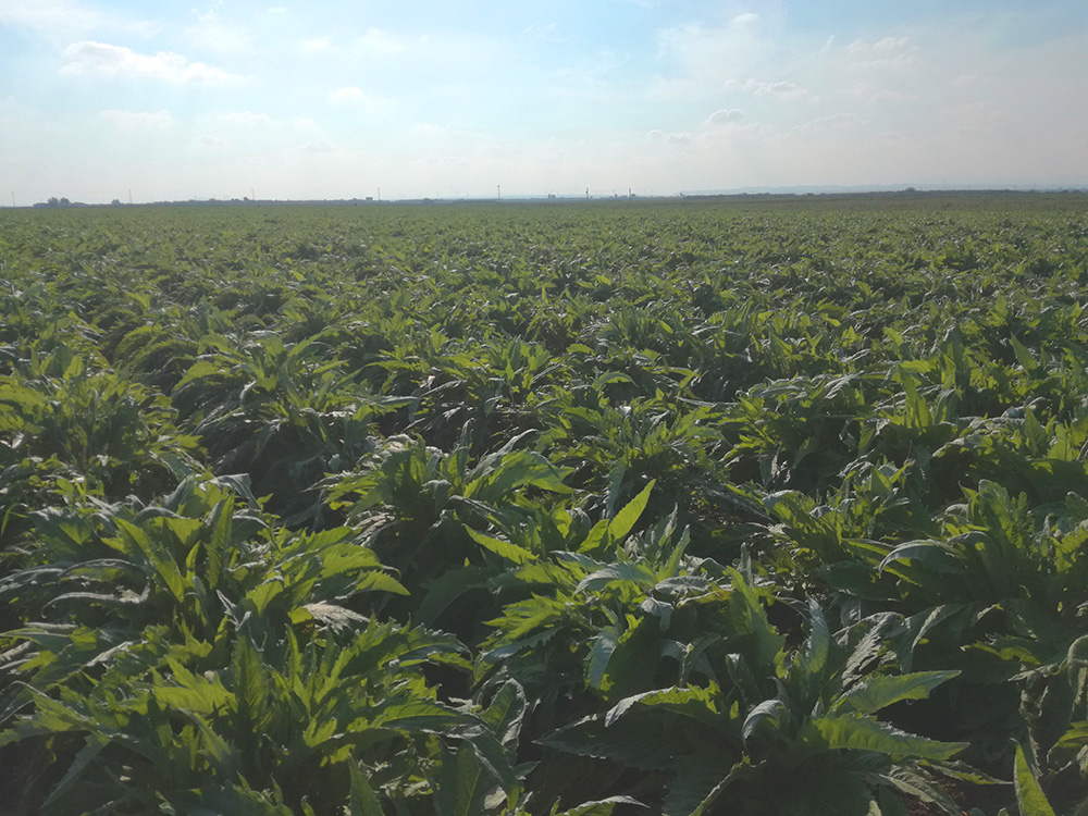 Favorire la radicazione del carciofo