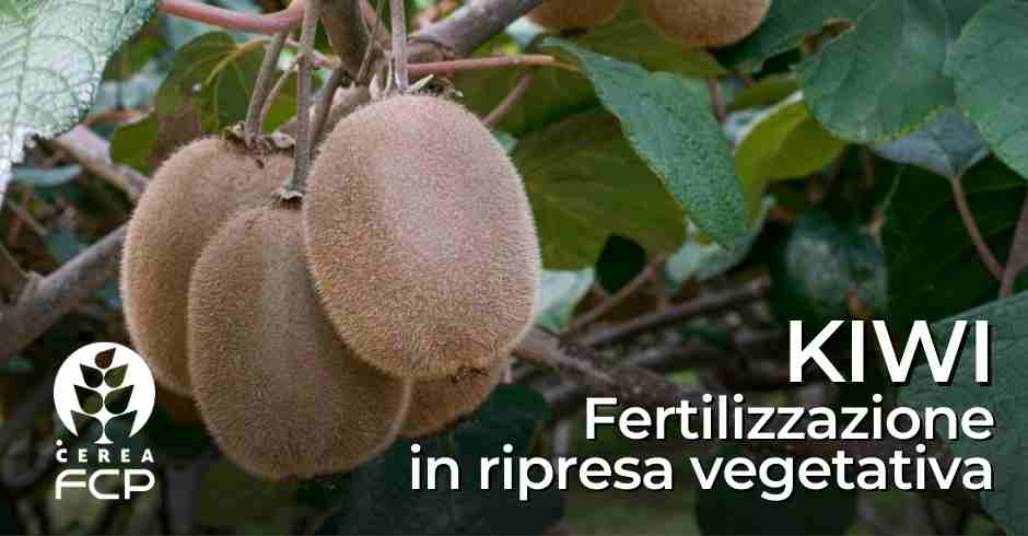 Fertilizzazione dell'actinidia alla ripresa vegetativa
