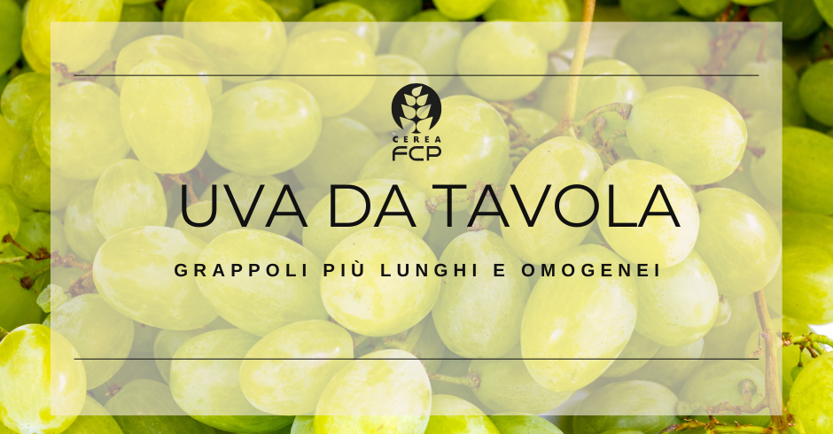 Grappoli più lunghi e omogenei