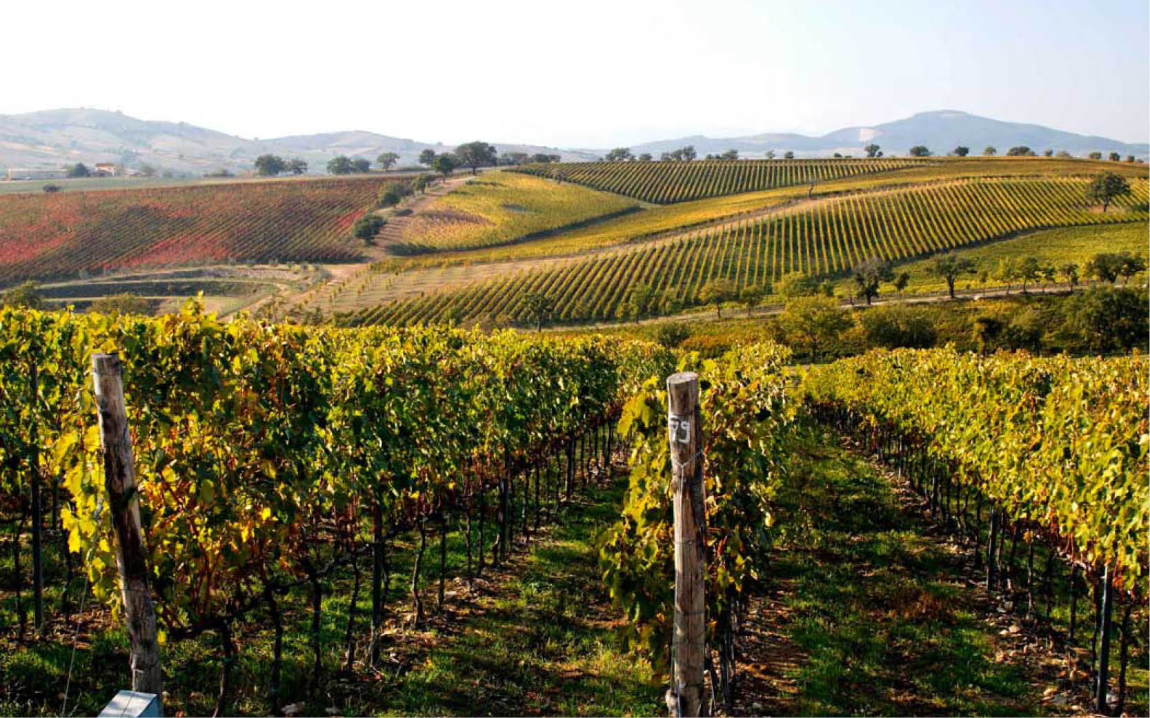 Il fosforo: disponibilità e assorbimento