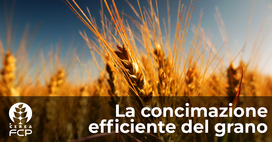 La concimazione efficiente del grano