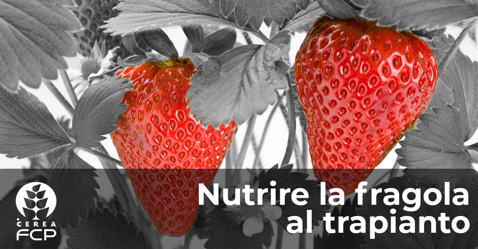 La concimazione della fragola al trapianto