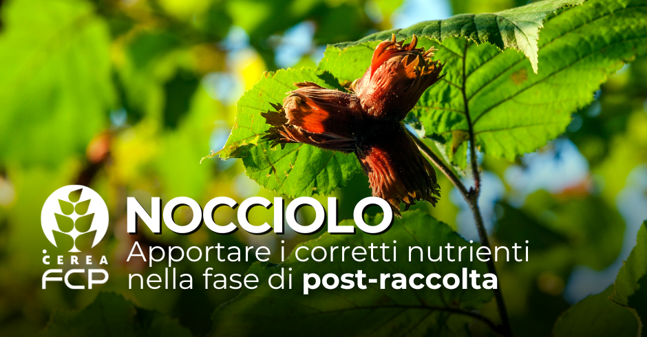 La concimazione post-raccolta del nocciolo
