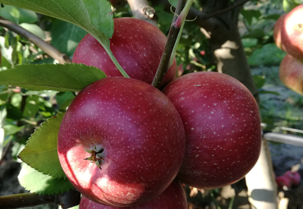 LEAF P-CA l’alleato ideale per frutti di qualità