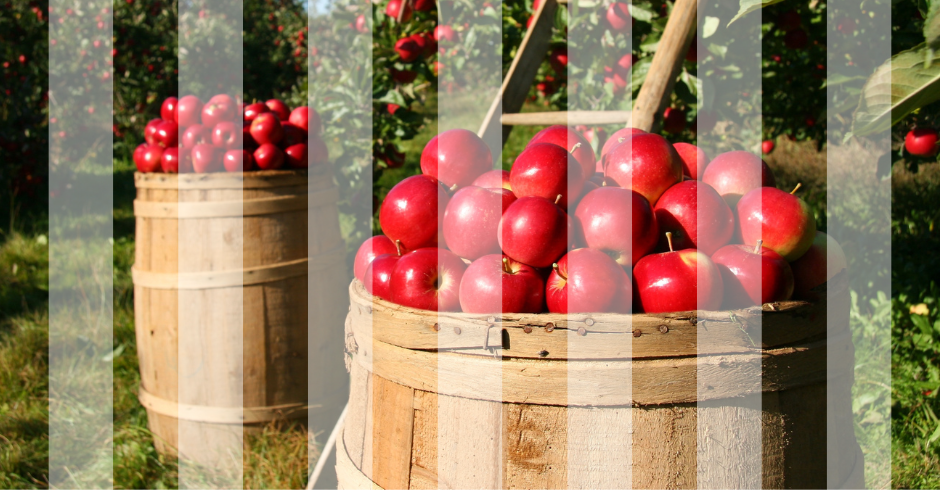 Ottenere mele gustose e croccanti