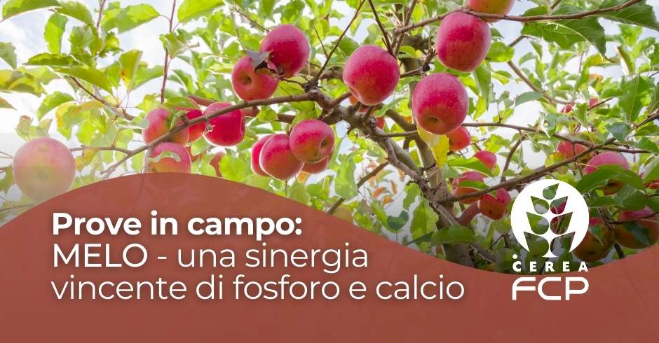 Melo, una sinergia vincente di fosforo e calcio