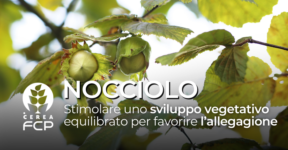 NOCCIOLO: dal germogliamento alla fase di allegagione