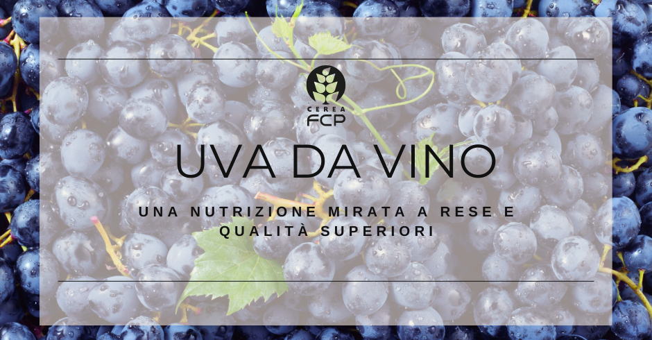 Nutrizione mirata della vite