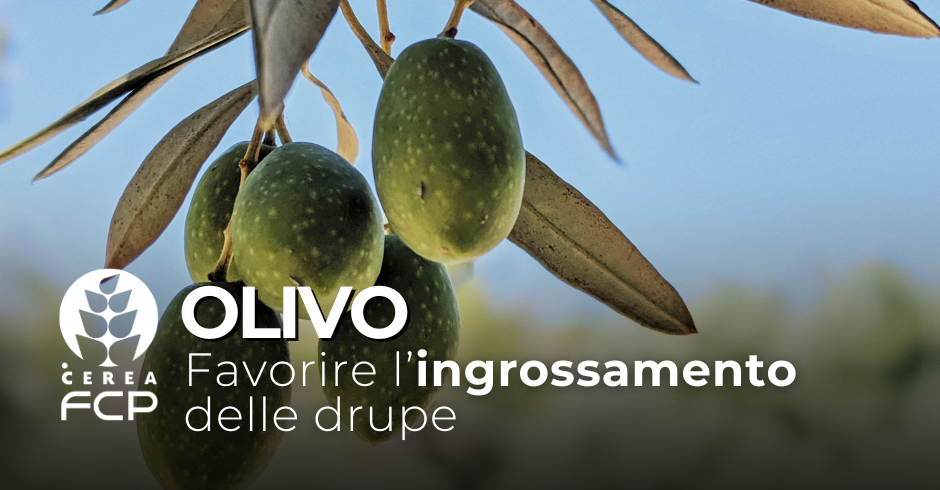 Favorire l’ingrossamento  delle drupe dell’olivo