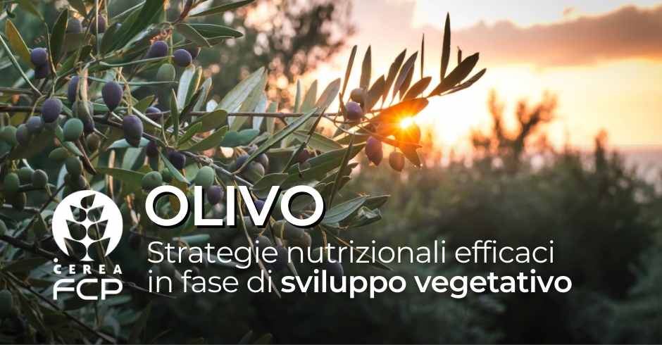 OLIVO: Strategie nutrizionali efficaci in fase di sviluppo vegetativo