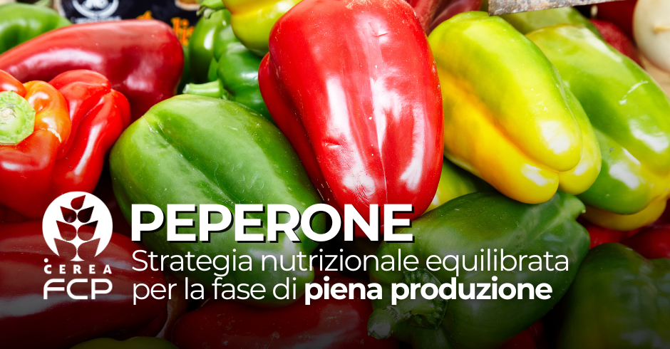 Peperone: strategia nutrizionale equilibrata per la fase di piena produzione