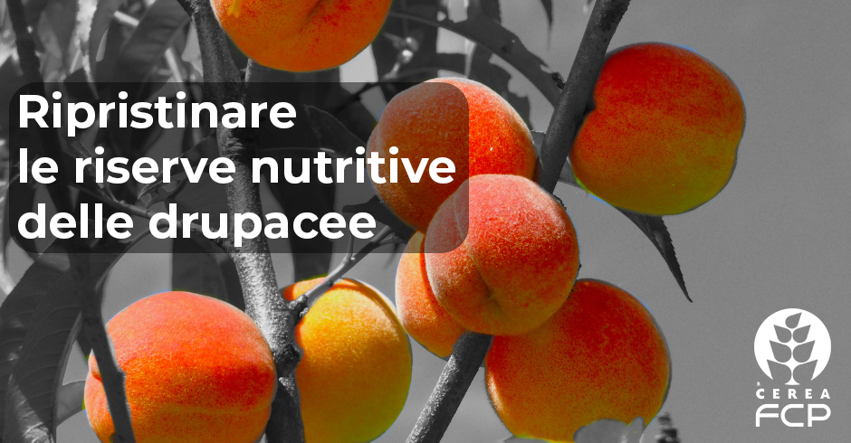 Ripristinare le riserve nutritive nelle drupacee