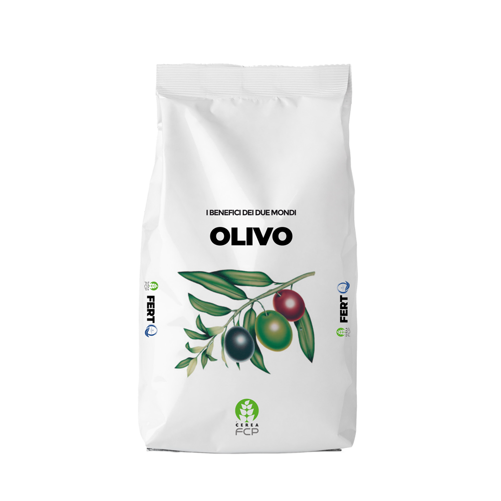 Olivo