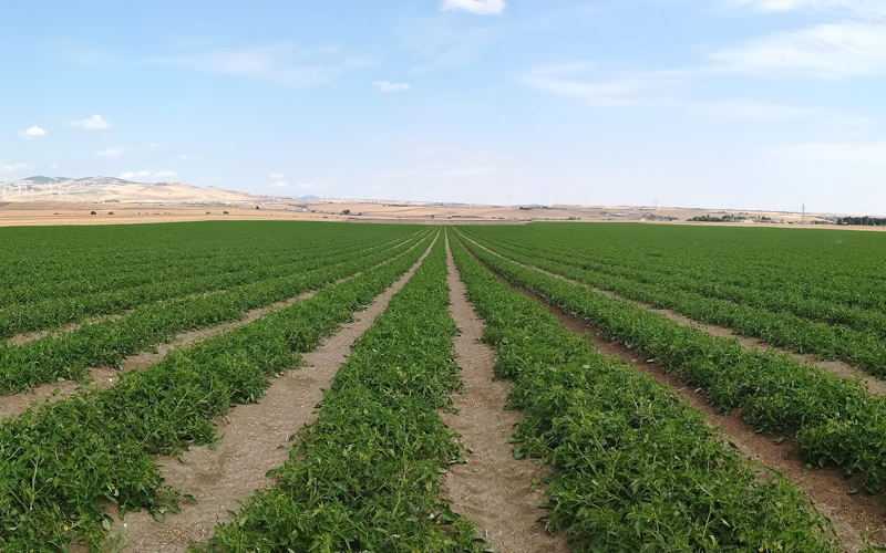 La coltivazione del pomodoro da industria: nuove strategie di nutrizione