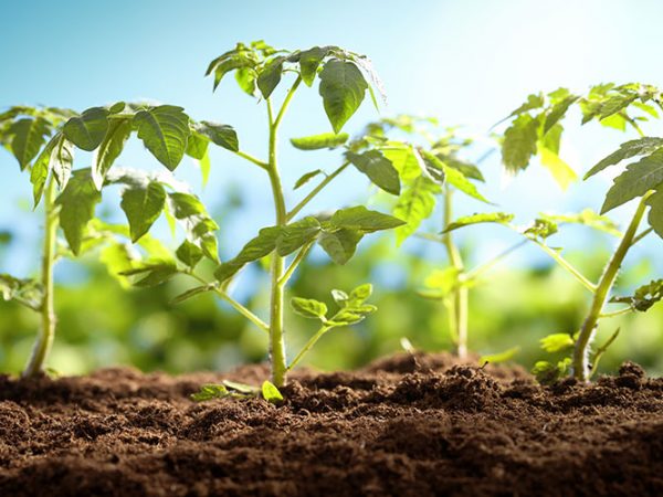 Fertilizer efficiency: fertilizing according to crop needs