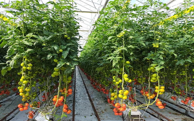 Miglioramento nutrizionale di frutta e verdura: la biofortificazione agronomica
