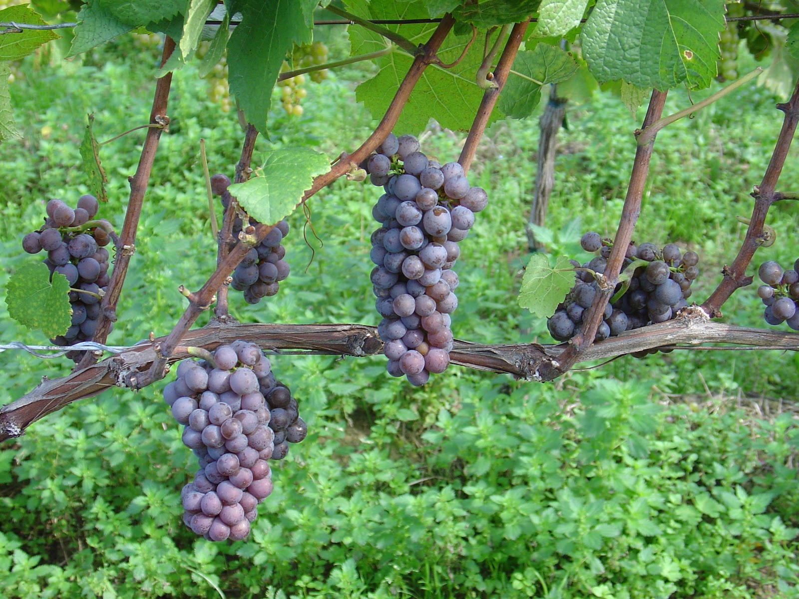 Maturazione tecnologica dell’uva da vino