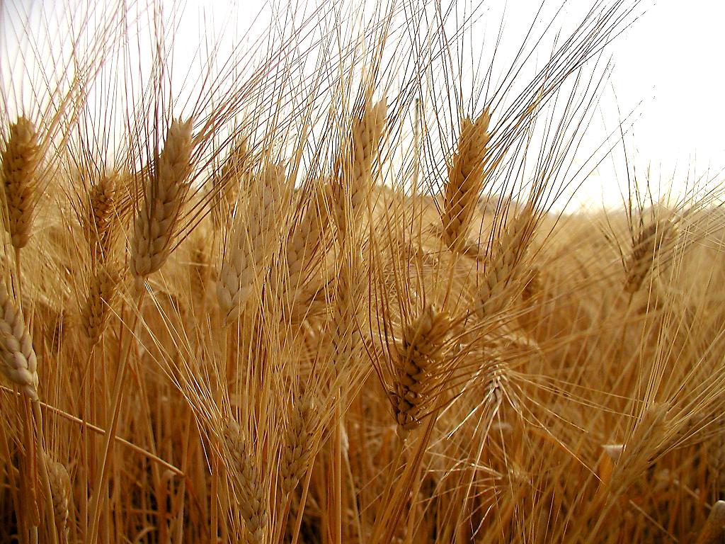 Le strategie più efficaci per una corretta concimazione del grano
